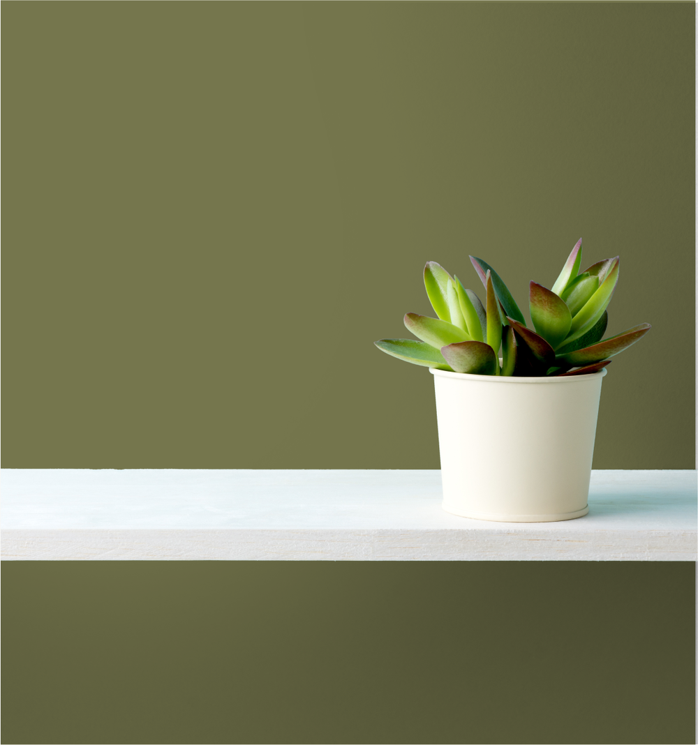 Jungle Vine Wm17Cc 077-6-Paint by Wallmaster Paints