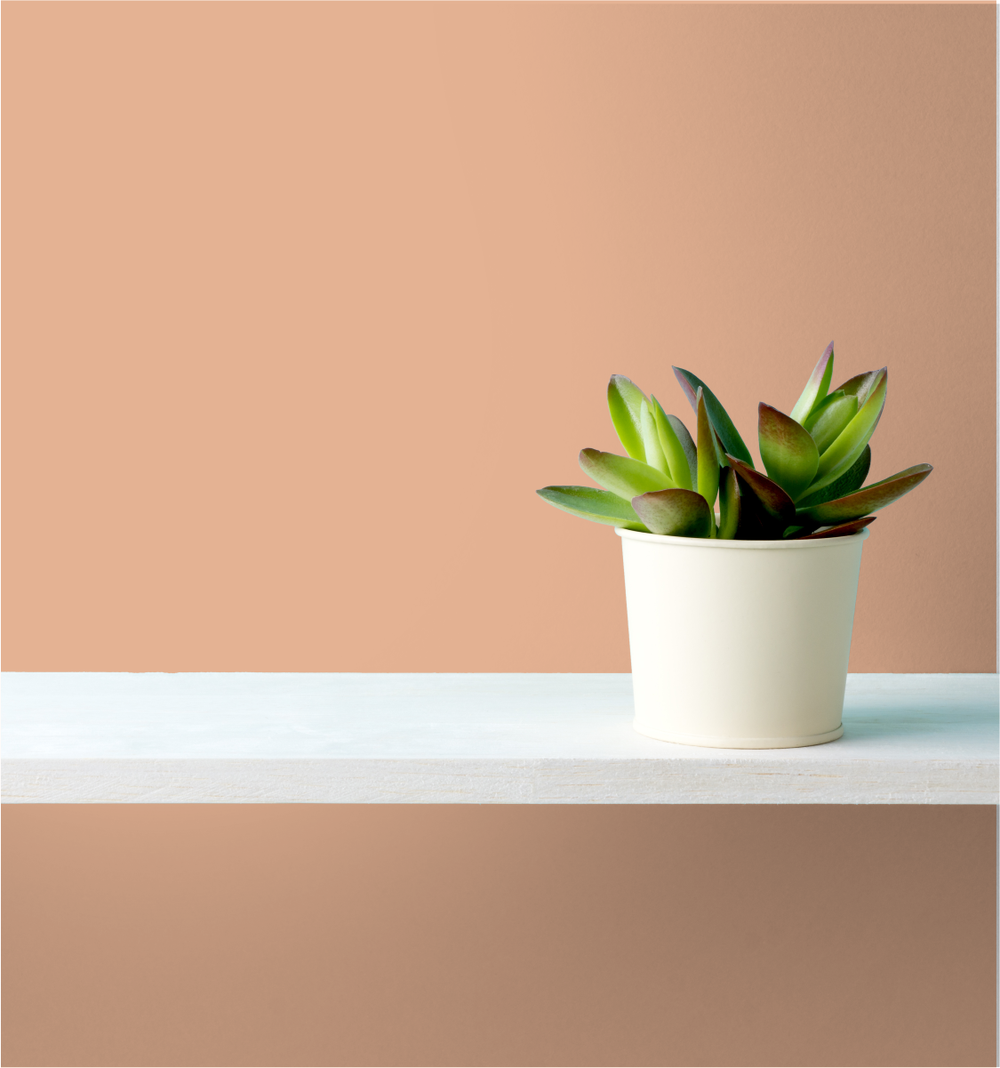 Orange Beach Wm17Cc 177-4-Paint by Wallmaster Paints