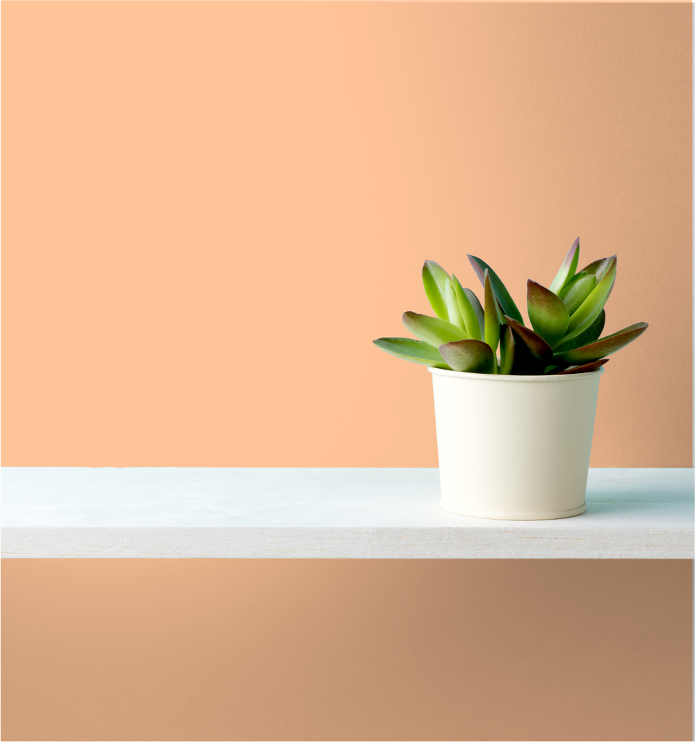 Orange Frappe Wm17Cc 103-4-Paint by Wallmaster Paints