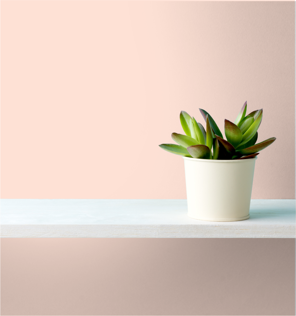 Beguiling Blossom Wm17Cc 109-2-Paint by Wallmaster Paints