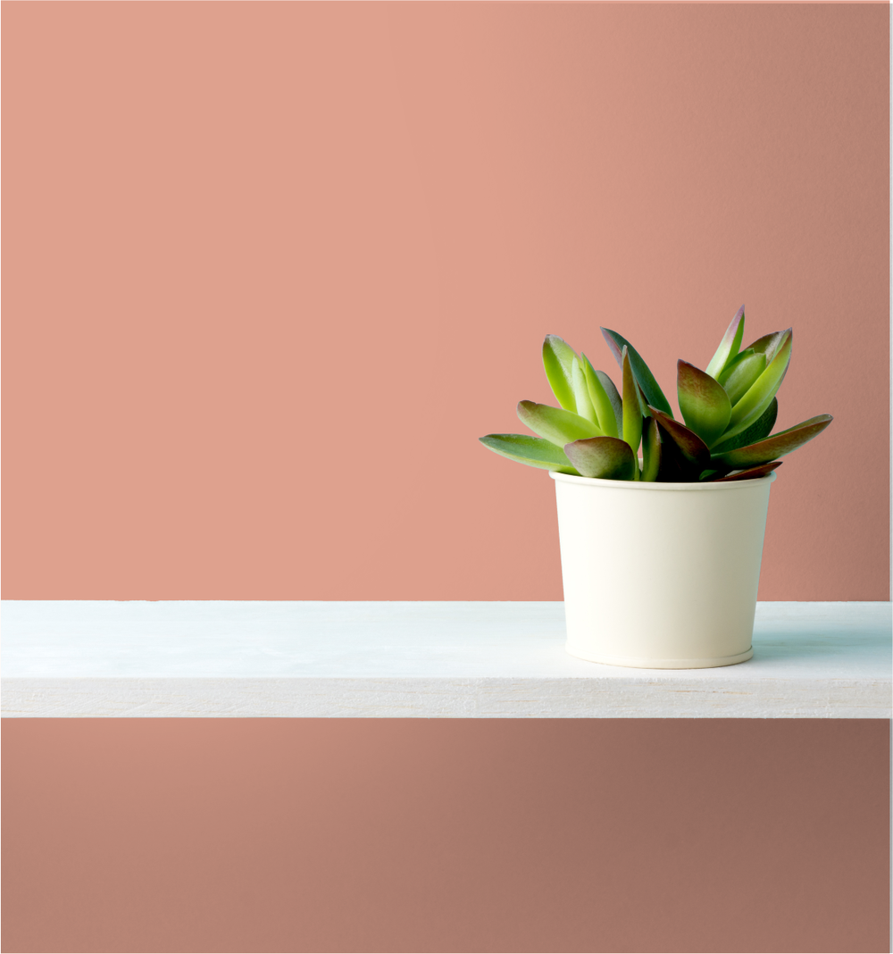 Coral Peach Wm17Cc 179-4-Paint by Wallmaster Paints